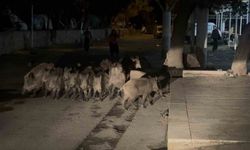 Domuz sürüsü mahalleye indi
