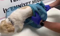 Pes dedirten yöntem: Evcil hayvan pusetine gizlediler
