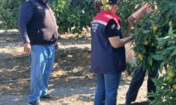 Söke'de tarım ürünlerinde pestisit denetimi