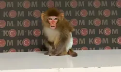 Evden maymun çıktı!