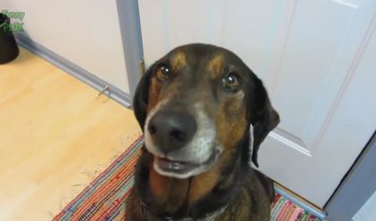 Bu köpekler ne yapıyor?