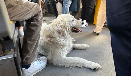 Tramvaydaki köpek görenleri gülümsetti