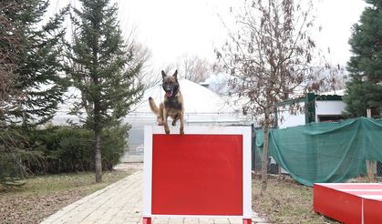 K-9 arama kurtarma köpeği göreve hazır!