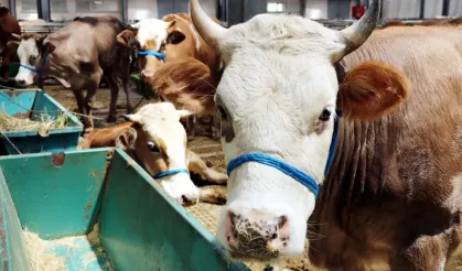 2026 kurban bedelleri açıklandı: Eskişehir'de ne kadar oldu?