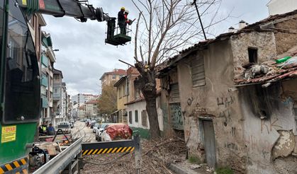 Budama çalışması