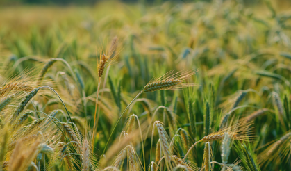 Uzmanından üreticilere don çağrısı!