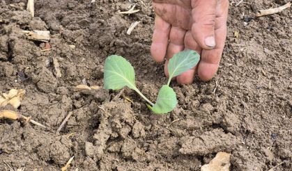 Eskişehir'de yılın ilk tohum ve fideleri toprakla buluştu