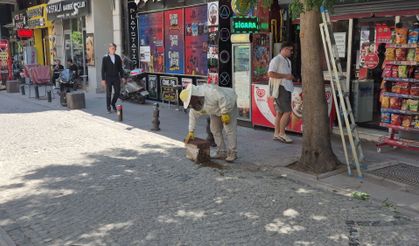 Kent merkezinde arı paniği!