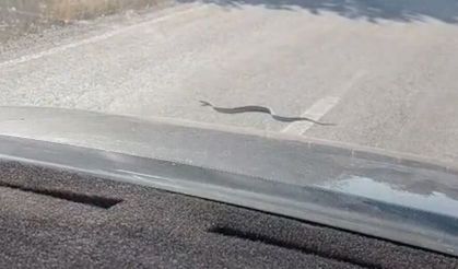 Karayolundaki yılan trafiği durdurdu