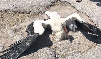 Yaralı leylek 4 gündür yardım bekliyor