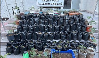 Jandarma saksılarda yetiştirilen 161 kök kenevir bitkisi ile esrar ele geçirdi!