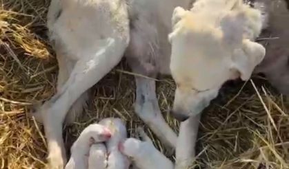 Sürünün başında doğum yaptı