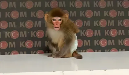 Evden maymun çıktı!