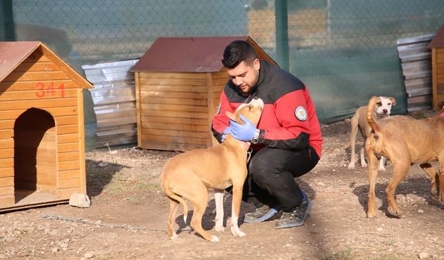 Eskişehir'de hayvanseverleri sevindiren haber