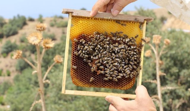 Bal ormanlarının sayısı artıyor