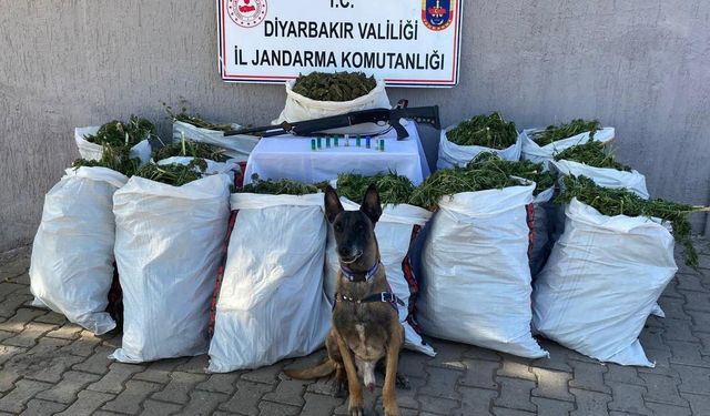 Yapılan arama sonucunda 177 kilo esrar yakalandı