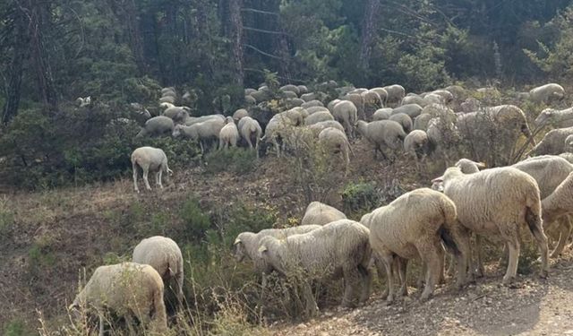 Eskişehir'de 127 koyun kayboldu