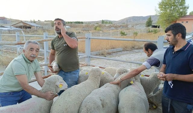 Çankırı'da koç dağıtımı devam ediyor