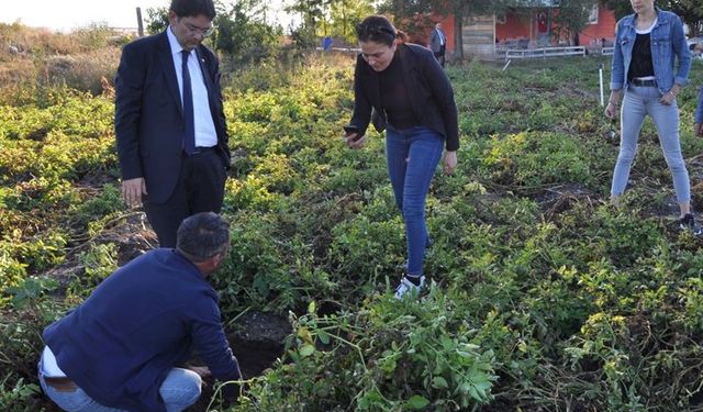 Bu ürün oldukça faydalı: Şimdi Erzurum da ekimi yapılacak