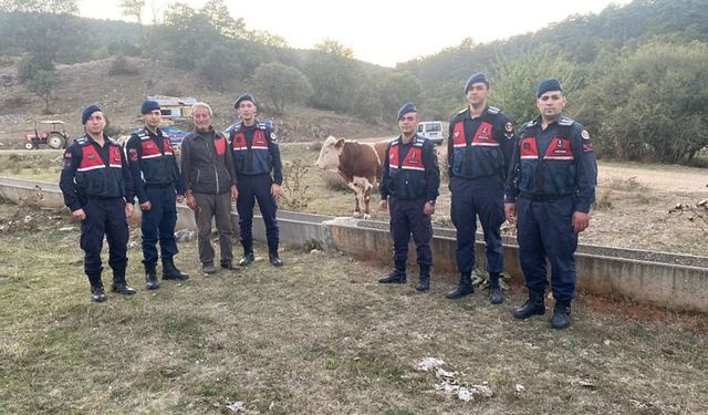 Kaybolan hayvanları yine jandarma buldu