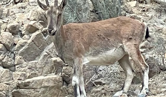 Yusufeli Barajı'nda şaşırtan görüntü