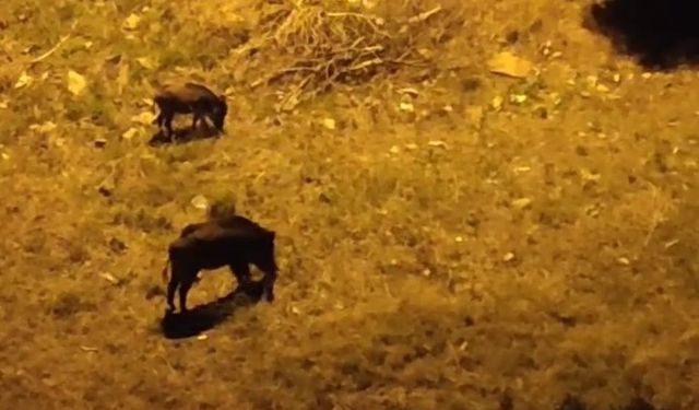 Bursa'da aç kalan domuz sürüsü merkeze indi