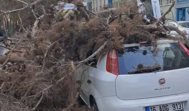 Bursa'da çürük ağaç otomobile zarar verdi