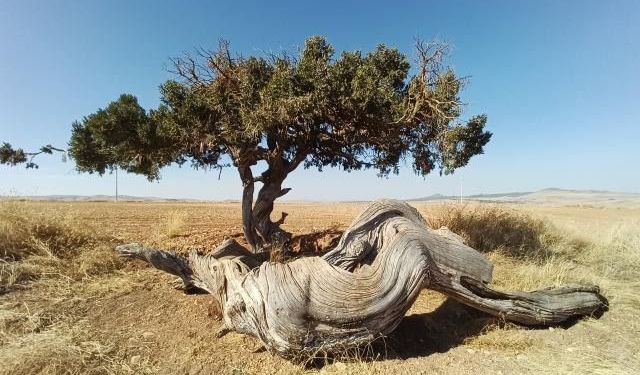 Eskişehir'deki sıra dışı ağaç görenleri şaşırtıyor!