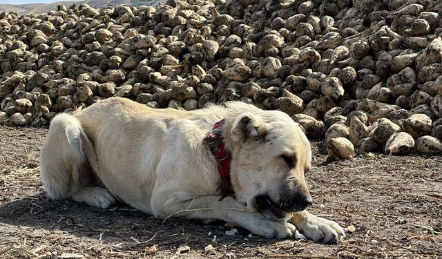 Eskişehir'deki bu köpeğin ne yediğini duyunca çok şaşıracaksınız!