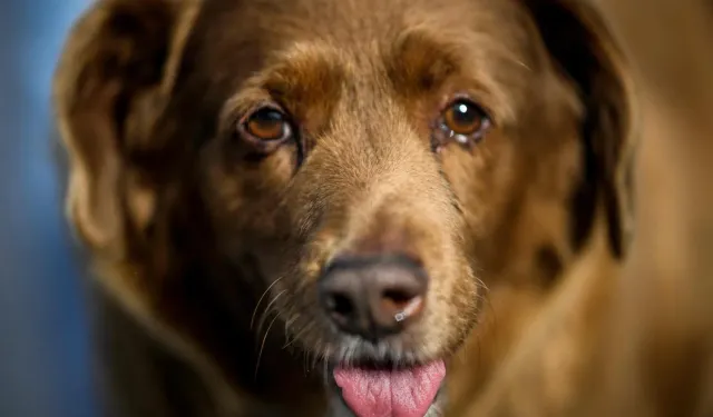 Dünyanın en yaşlı köpeği öldü!