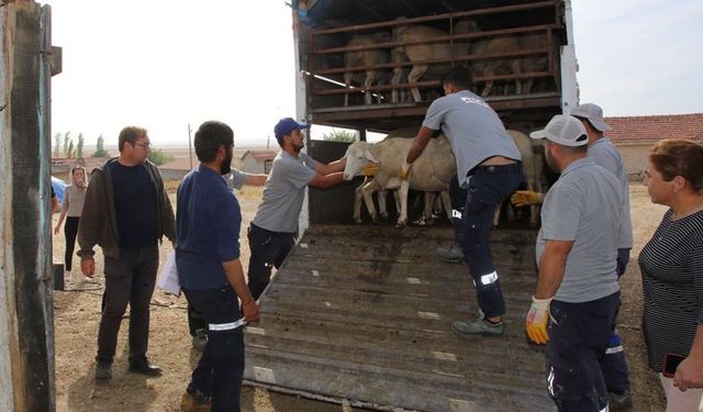 Çifteler'de 'küçükbaş' sevinci