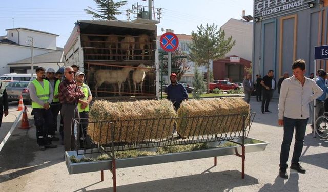 Eskişehir'de çiftçinin yüzü güldü