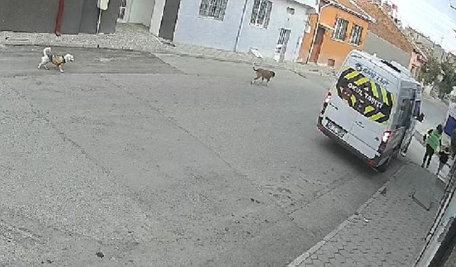 Köpeği ezdi arkasına bile bakmadı!