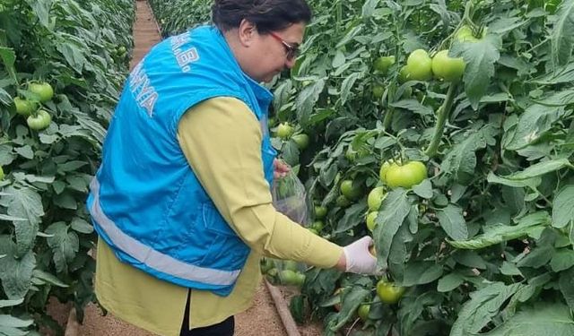 Kütahya'da hasat öncesi denetim: Domates numuneleri alındı