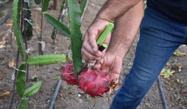 Lezzetli Egzotik meyve Bursa'da