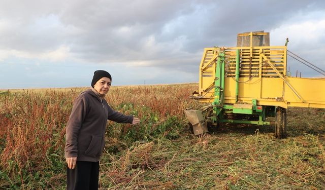 Afyonkarahisar'da 100 bin ton rekolte bekleniyor: Şeker Pancarı!