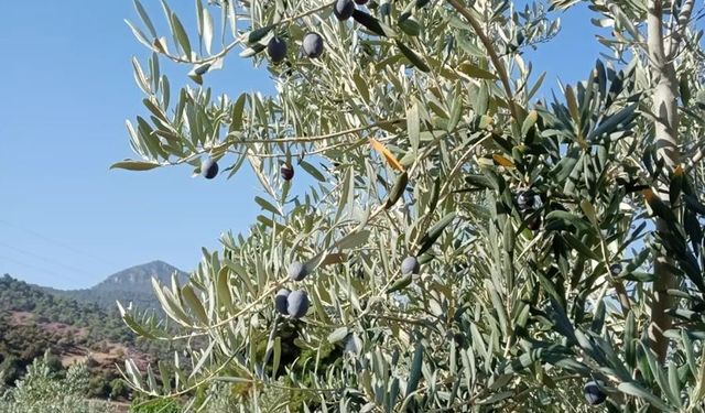 Eskişehir'de zeytin rekoltesi düştü