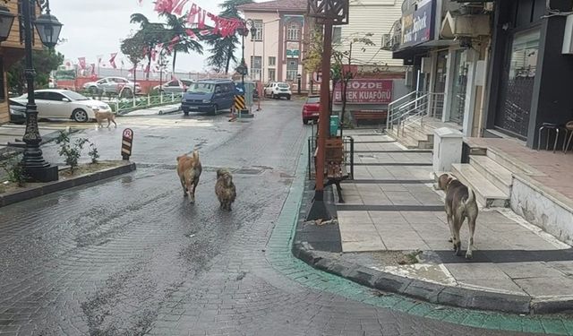 Depremden sonra sokaklarda bakın ne gözlendi?