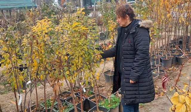 Eskişehir’de fide ve fidan satış yerleri denetleniyor