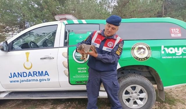 Bilecik'te yaralı kuşlar tedavi edildi: Doğaya bırakıldı!