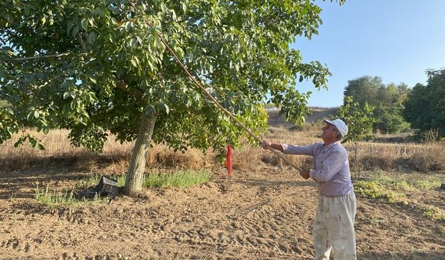 Bilecik'te o üründe bereket: 13 bin ton üretim!