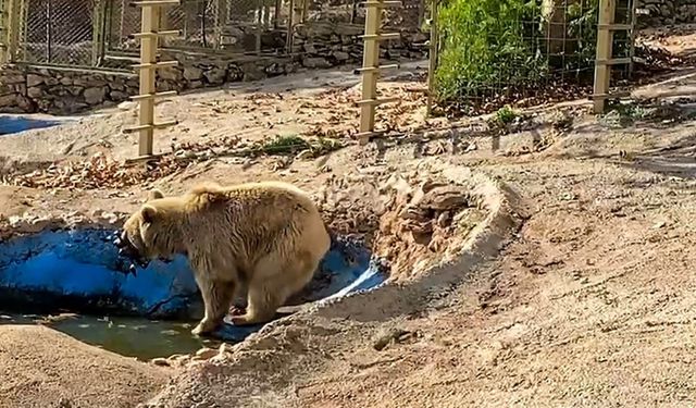 Su havuzuna düşen dronu bu ayı kurtardı!