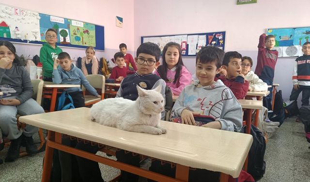 Eskişehir'de okullu kedi: Kurallara uyuyor!