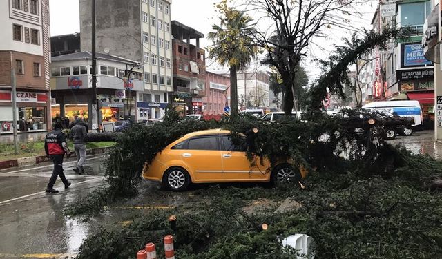 Fırtınanın devirdiği ağaç taksilere zarar verdi