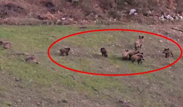 Kütahya'da buğday ekili tarlada bakın ne görüntülendi?