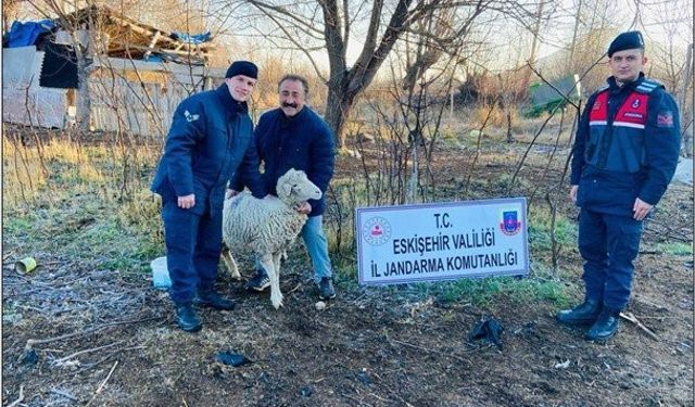 Sivrihisar'da çalınan koyunlar bakın nerede bulundu?