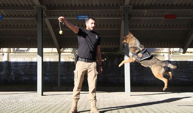 Polisin en büyük destekçisi dedektör köpekler!