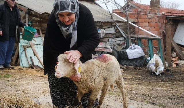 Eskişehir'de küçükbaş hayvanlar sahiplerine teslim edildi