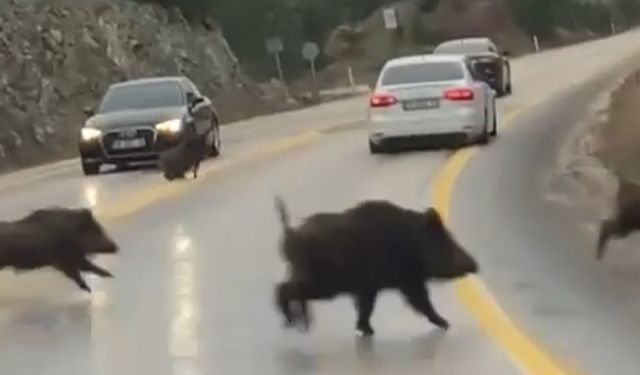 Bursa'da aç kaldılar, karayoluna indiler!