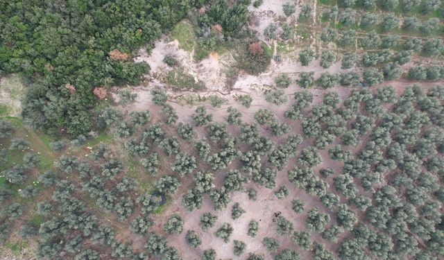 Bursa'da üzerine mıcır dökülen zeytin ağaçları kuruyor!